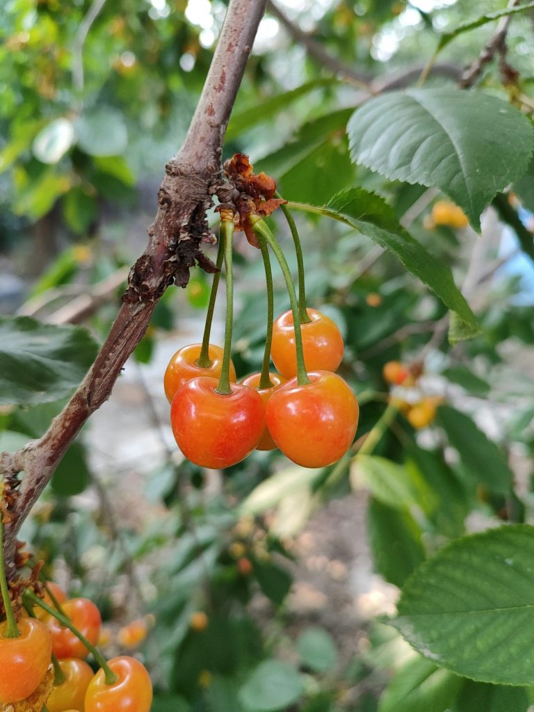 Kirschbaum, Zweig mit grünen Blättern und Kirschen