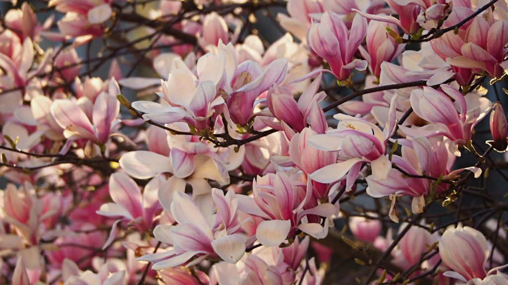 Magnolie, blühender Zweig