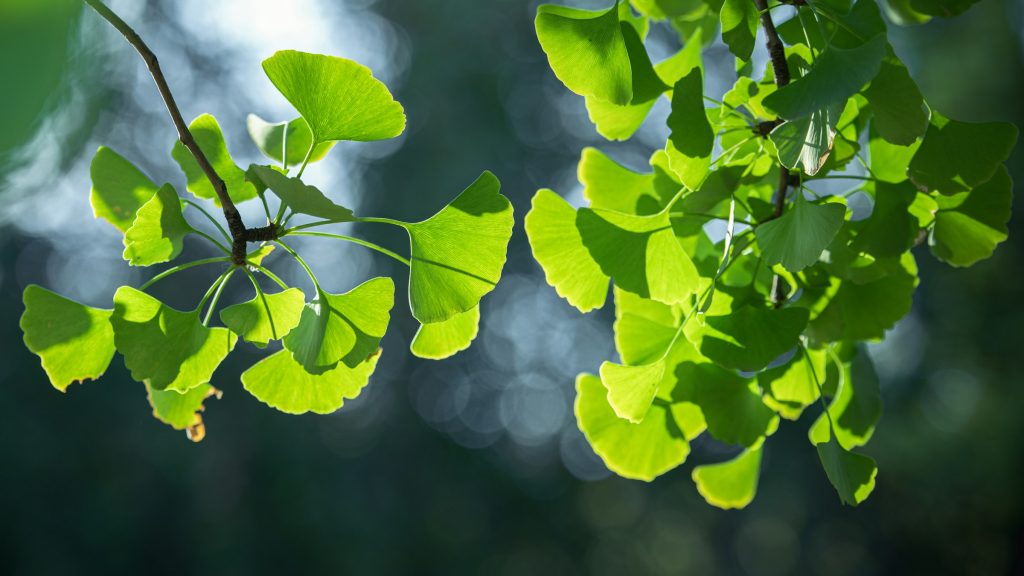 Ginkgo, grüne fächerförmige Blätter