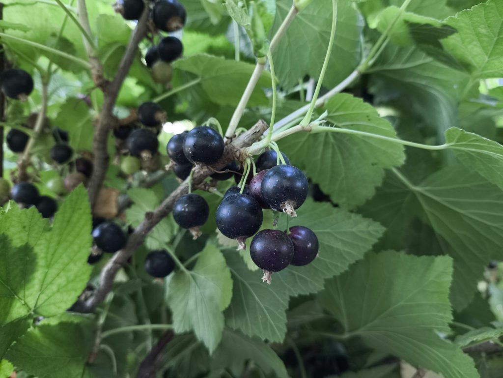 Schwarze Johannisbeere, Strauch mit Blättern und Beeren
