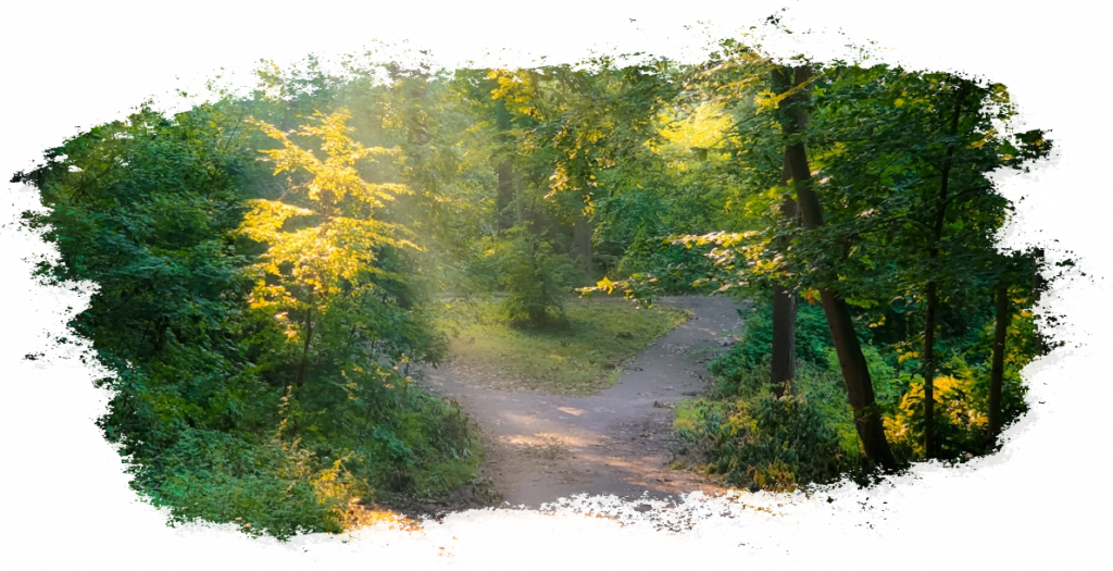 Waldweg im Morgenlicht