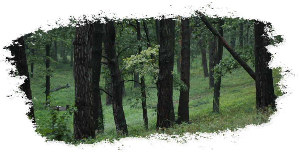Lichtung im bayerischen Wald