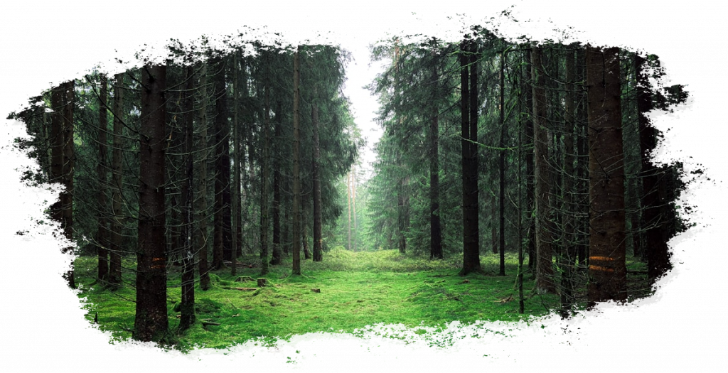 Fichtenwald mit moosigem Boden