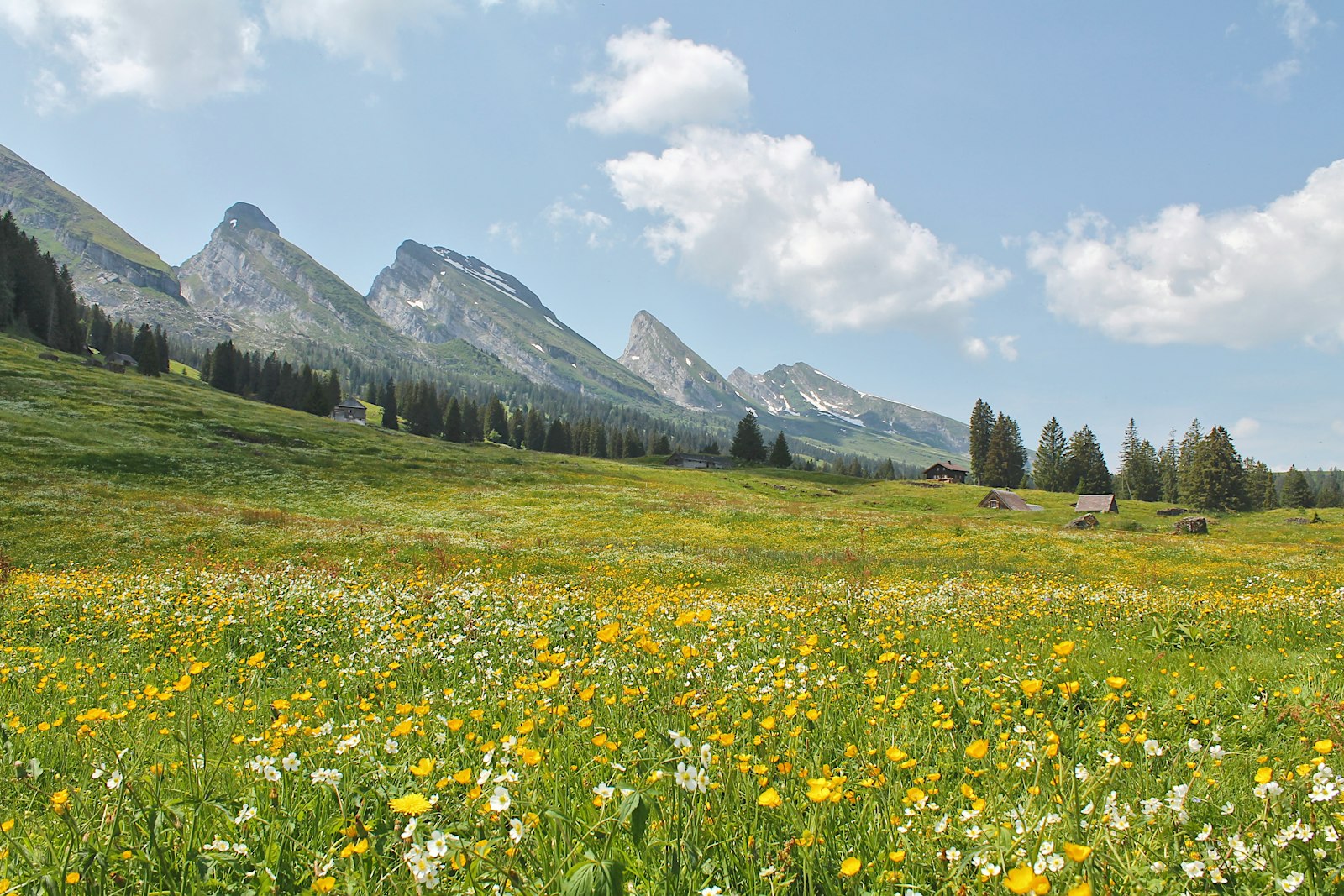 Almwiese vor Bergen in der Schweiz